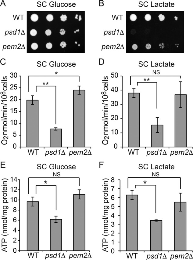 FIGURE 3: