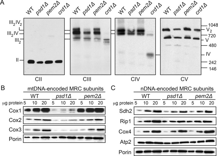 FIGURE 5: