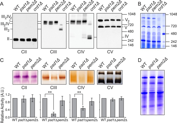 FIGURE 4: