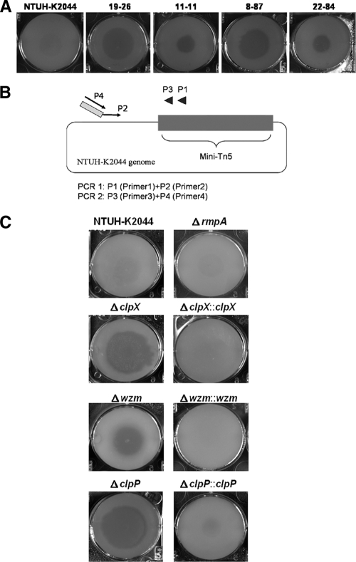 FIG. 1.