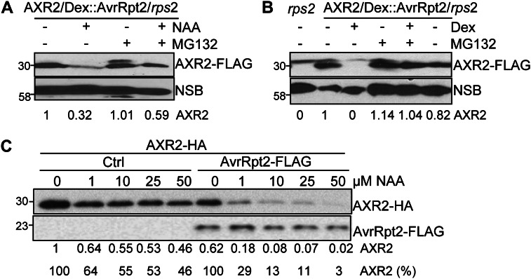 Figure 4.