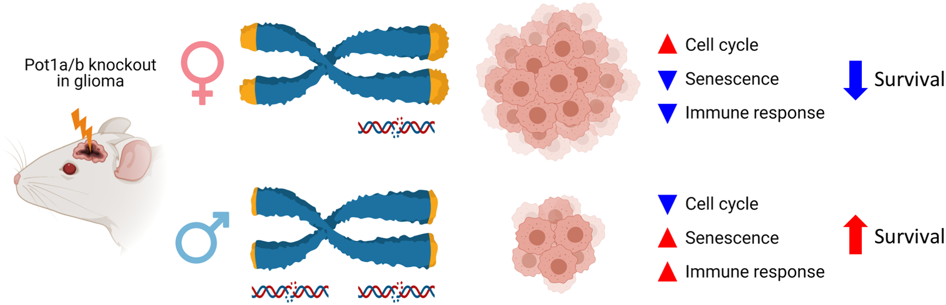 Figure 7.