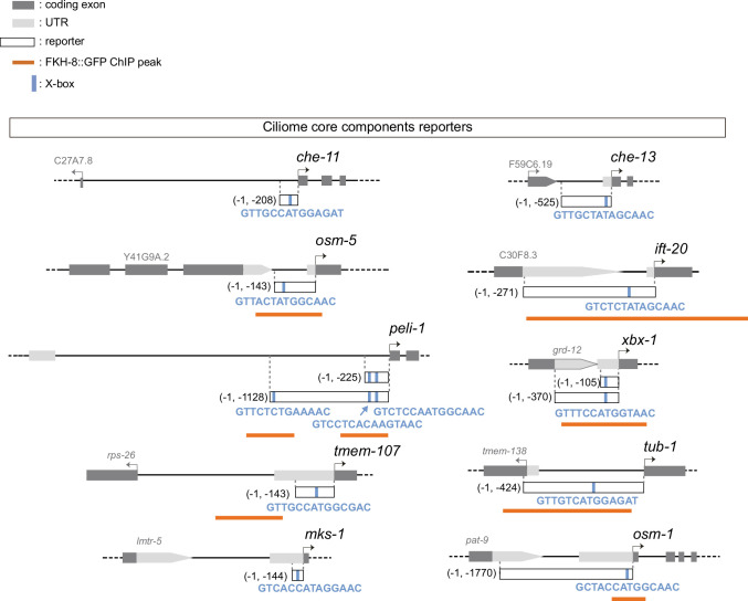 Figure 1—figure supplement 1.