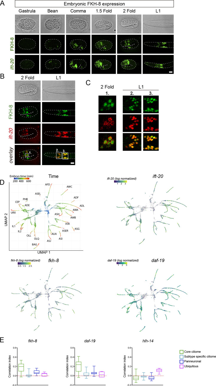 Figure 2—figure supplement 1.