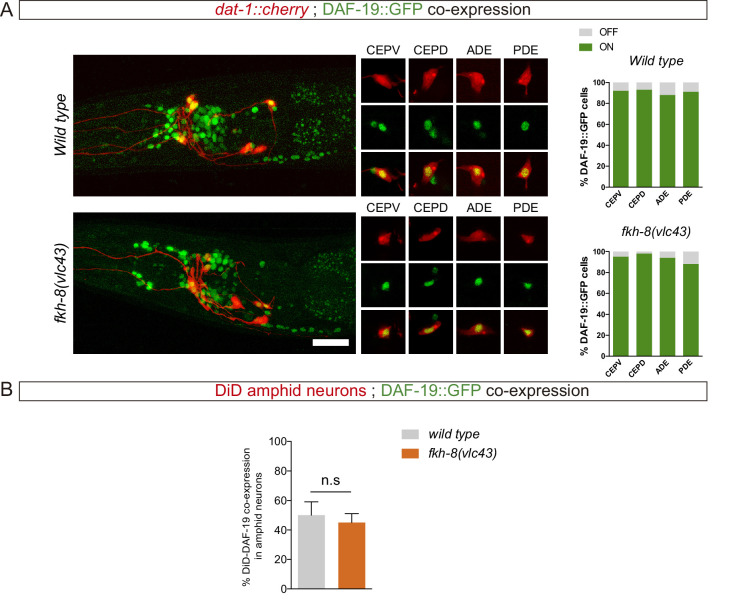 Figure 4—figure supplement 1.