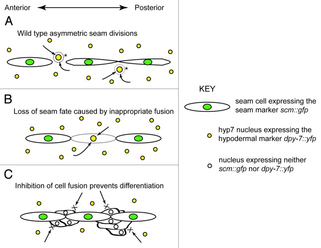 Figure 1. 