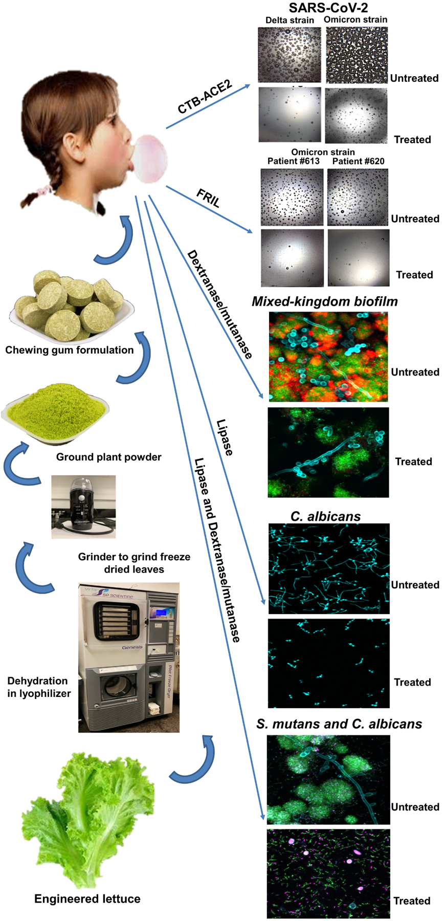 Figure 4: