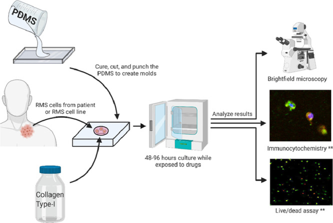 Image, graphical abstract