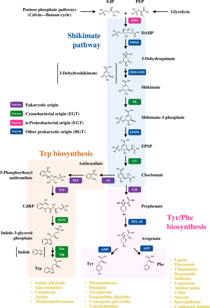 A pathway map and origin of the shikimate and aromatic amino acid biosynthetic pathways in plants.