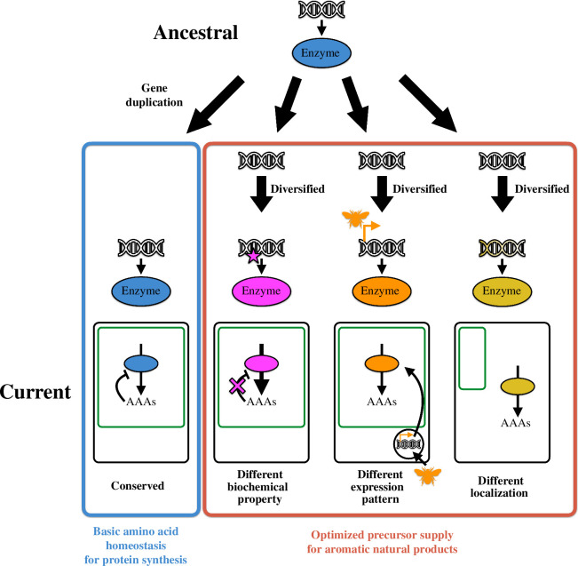 Trends in the diversification of aromatic amino acid metabolic enzymes.