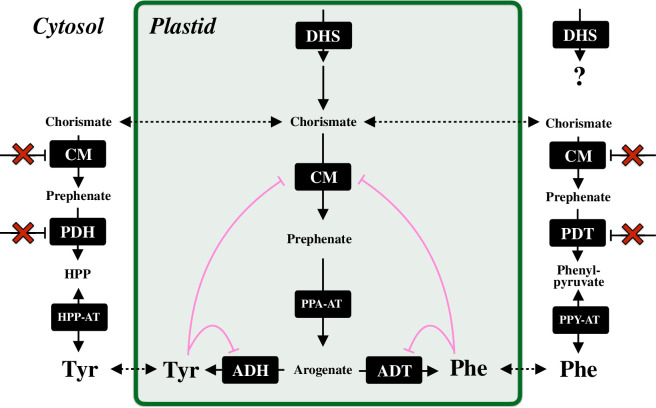 A model of plastidic and cytosolic post-chorismate pathways.