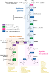 A pathway map and origin of the shikimate and aromatic amino acid biosynthetic pathways in plants.