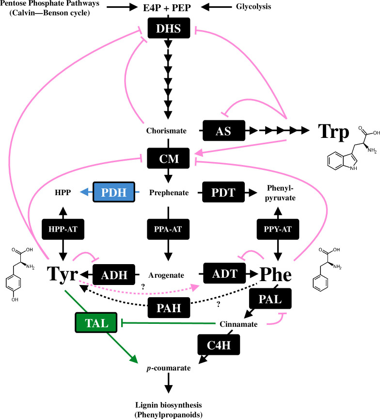 Feedback regulatory network in aromatic amino acid biosynthesis in plants.