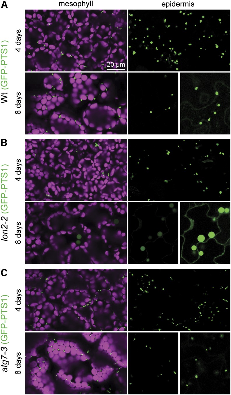 Figure 6.