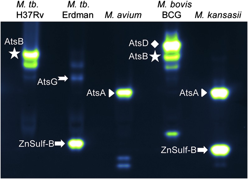 Fig. 4.