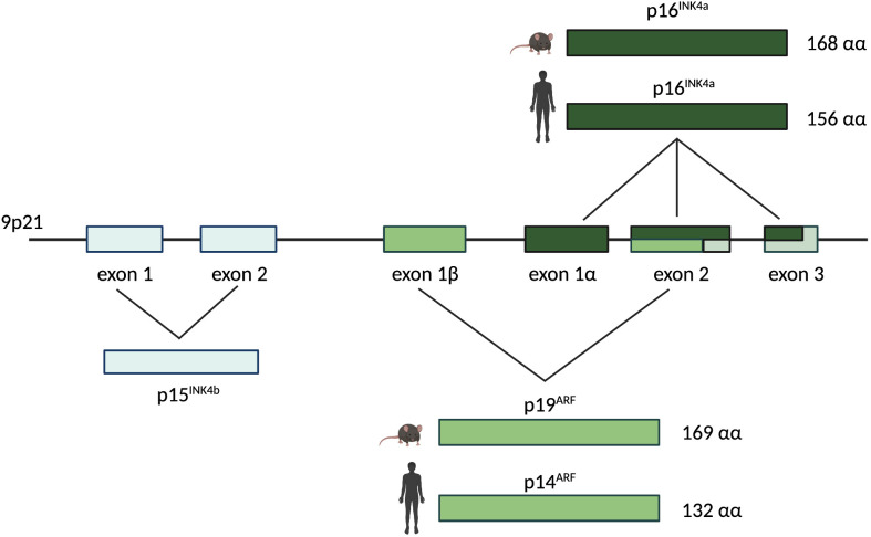 Figure 2