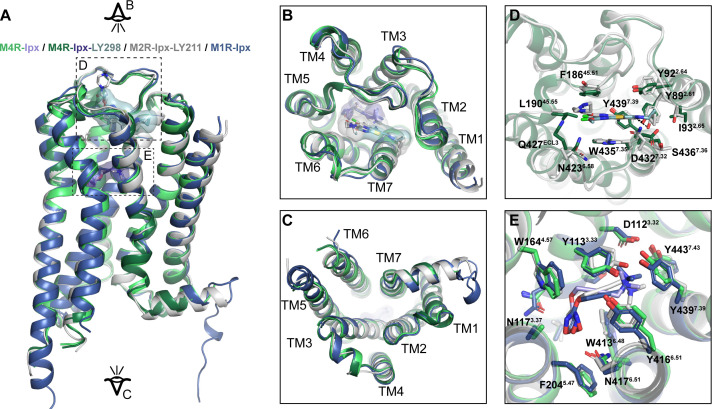 Figure 2—figure supplement 4.