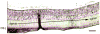 Fig. 12