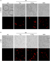Fig 4
