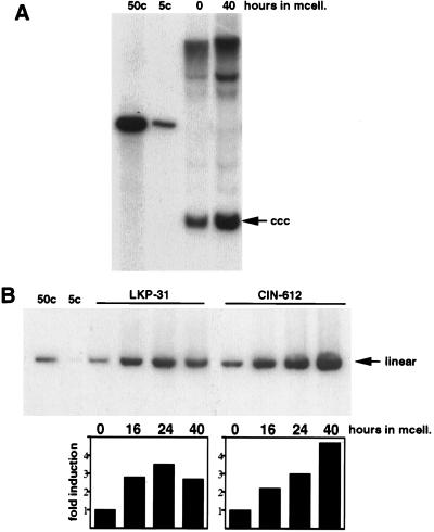 FIG. 5