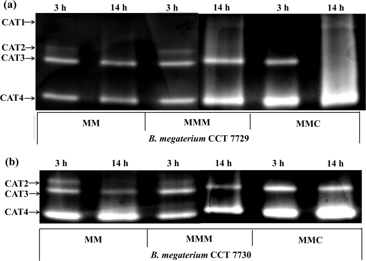 Fig 6