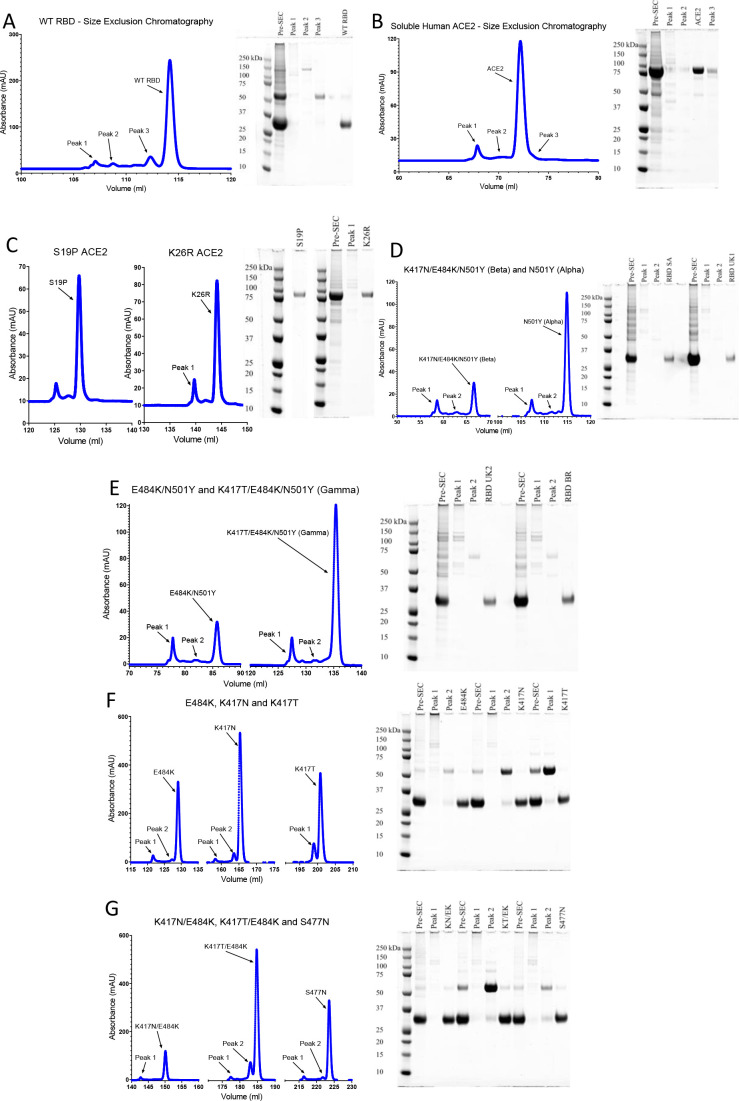 Figure 2—figure supplement 1.