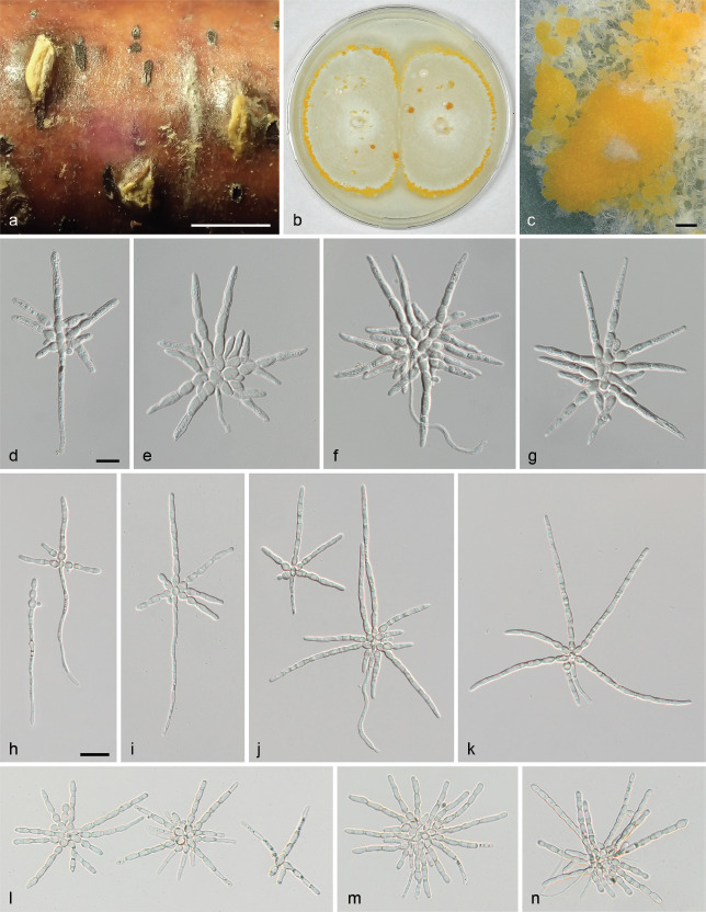 Fig. 12