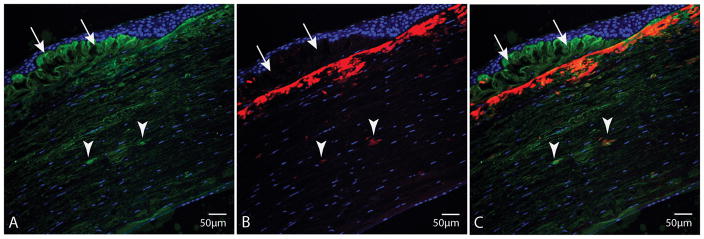 FIGURE 3