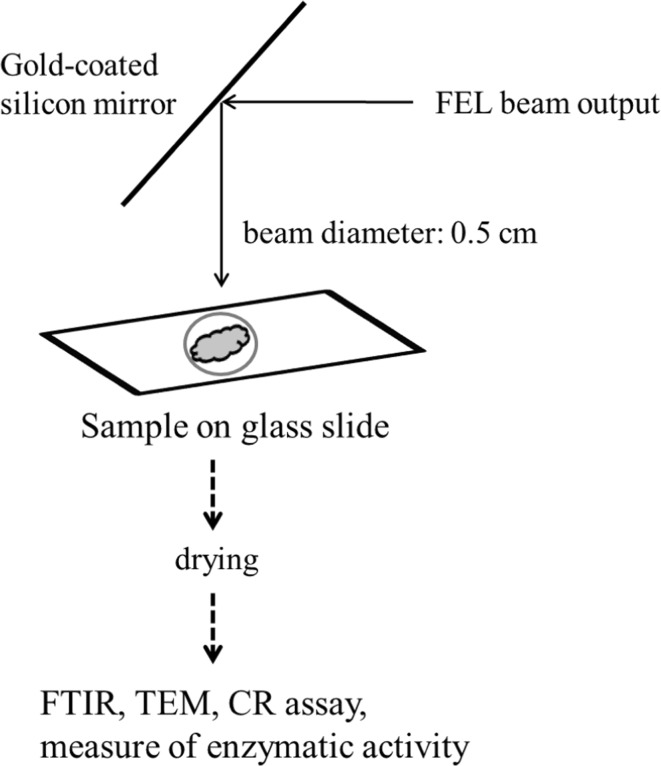 Fig. 1