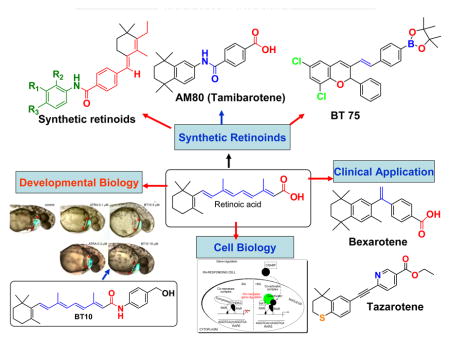 Retinoic Acid Signaling Pathways in Development and Diseases - PMC