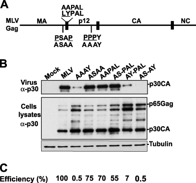 FIG. 1.