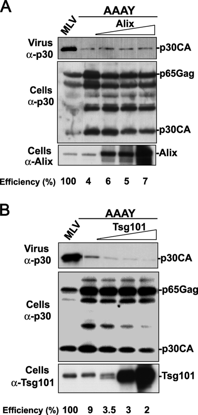 FIG. 2.