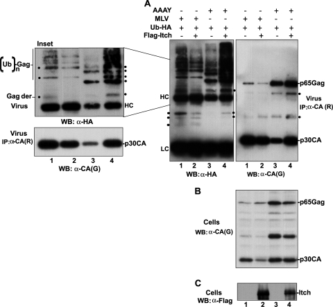 FIG. 9.