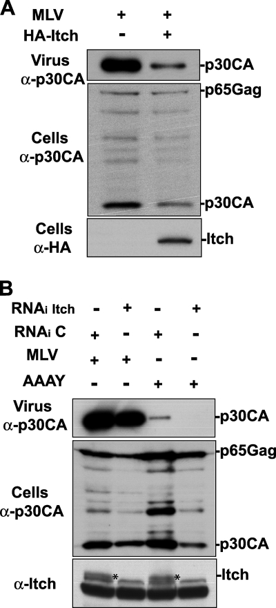 FIG. 8.