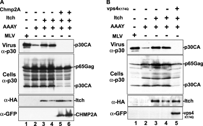 FIG. 7.