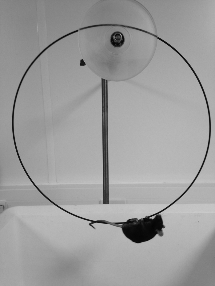 The apparatus comprises a flanged pulley to support and stabilise a 32cm wire hoop (see Supplementary Figure 1 for full details). The pulley is assembled on a steel bar that is clamped on a standard laboratory stand via a 2-way boss (partially obscured behind the pulley). The wire is positioned over a large box at least 30 cm from the base and 20cm from the sides to deter jumping. Bedding is placed in the bottom to break any fall. The mouse is positioned hanging with all four paws on the wire at the bottom. The time taken for the mouse to fall off is recorded. See also Supplementary Movie 1.