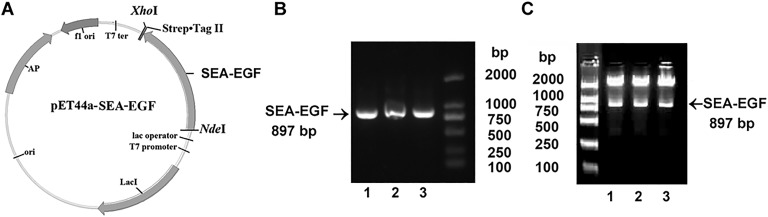 Figure 2.