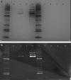 <b>FIG. 2.</b>