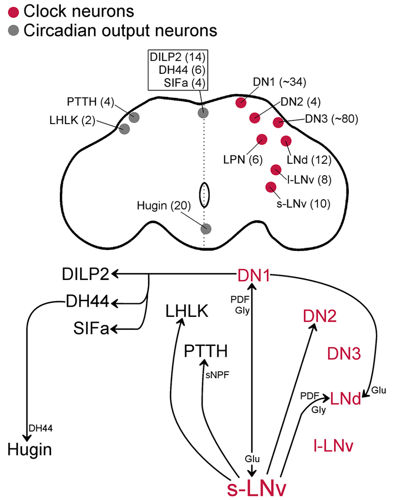 Figure 1: