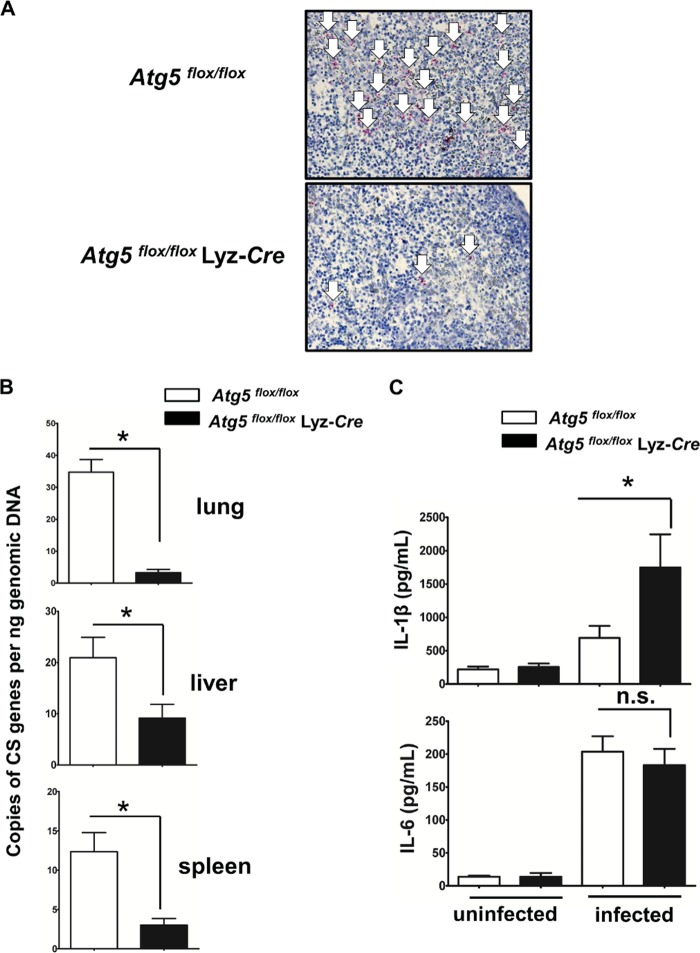 FIG 1