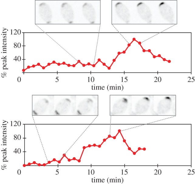 Figure 5.