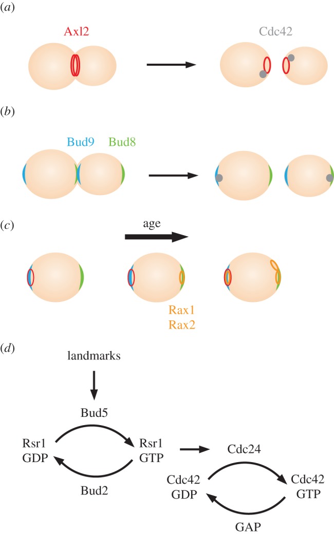 Figure 2.