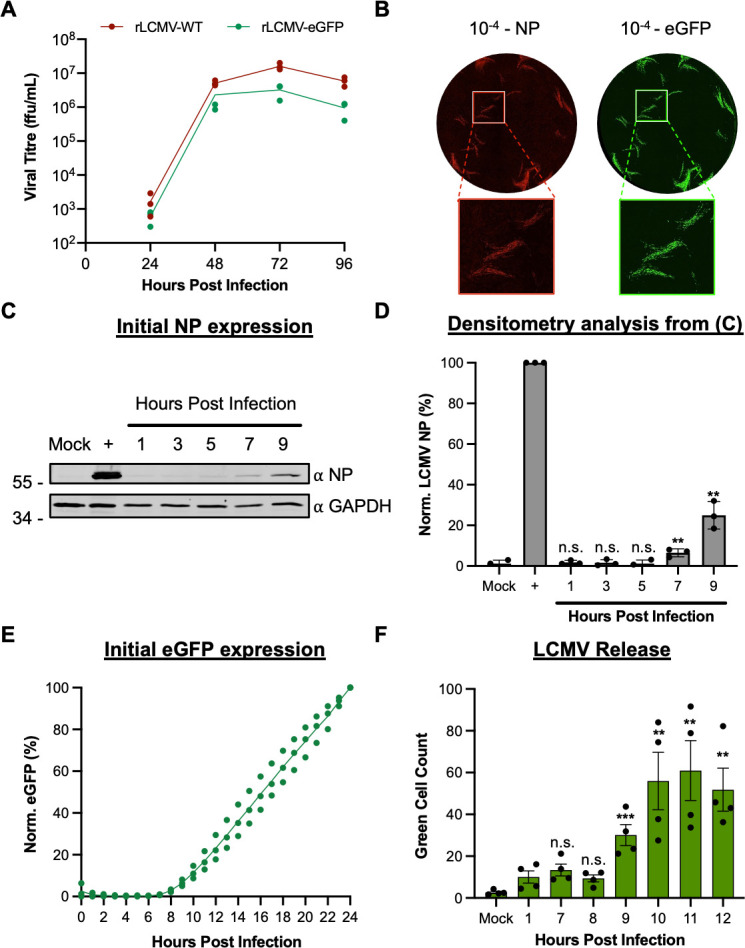 Graphs indicate virus titre, NP, eGFP, increase over time, and green cell count, along with micrographs for NP and eGFP expressions and western blots for NP expression.