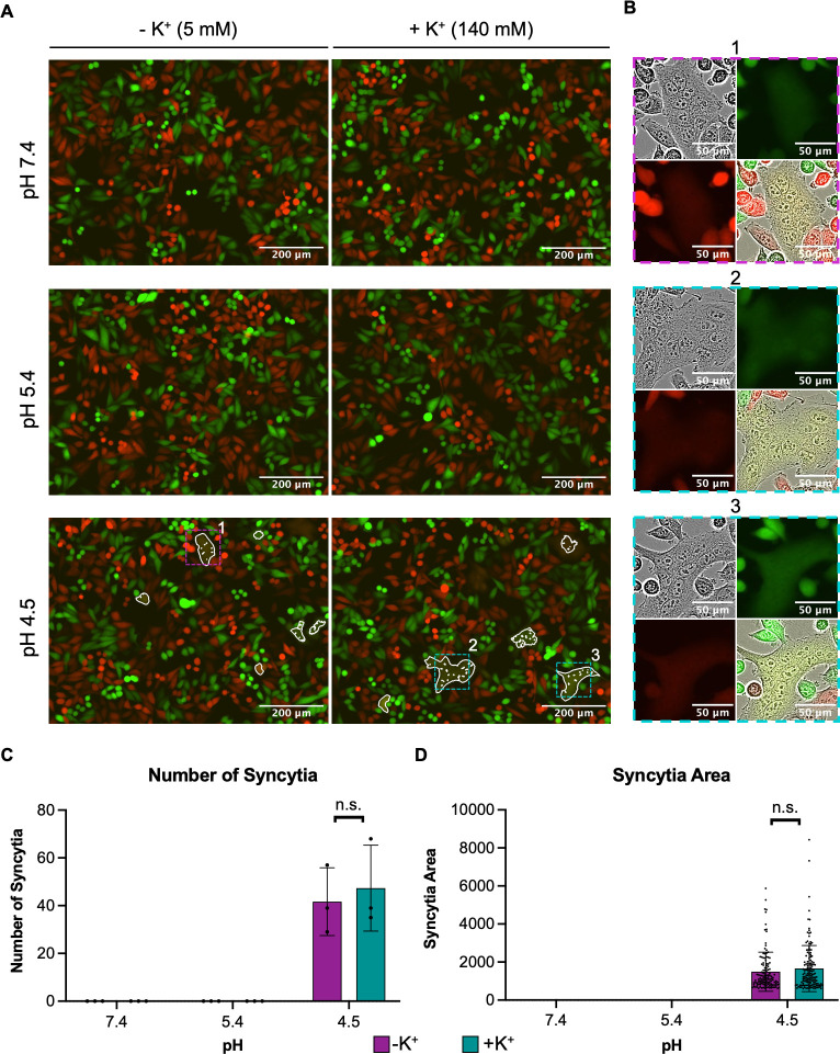 18 micrographs feature cells treated with media with low and high potassium at different pH levels and with magnified views of syncytia. The total number and average area of syncytia are quantified across pH levels in two graphs.