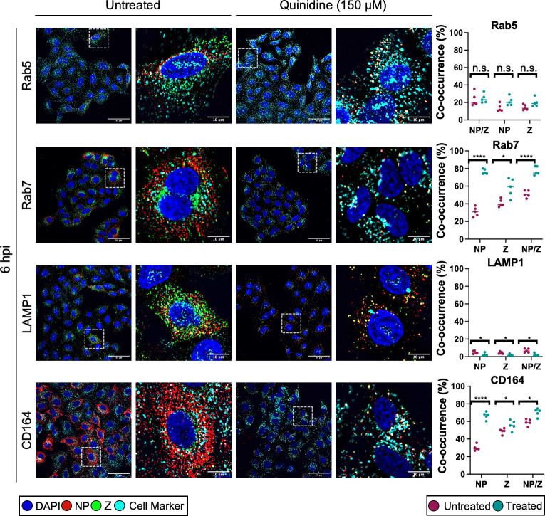 16 micrographs feature untreated and quinidine-pretreated cells at 6 hpi. The cells are stained for NP and Z-HA and Rab5, Rab7, LAMP1, and CD164. Four graphs quantify the co-occurrence of NP and Z-HA signals with each cellular marker.