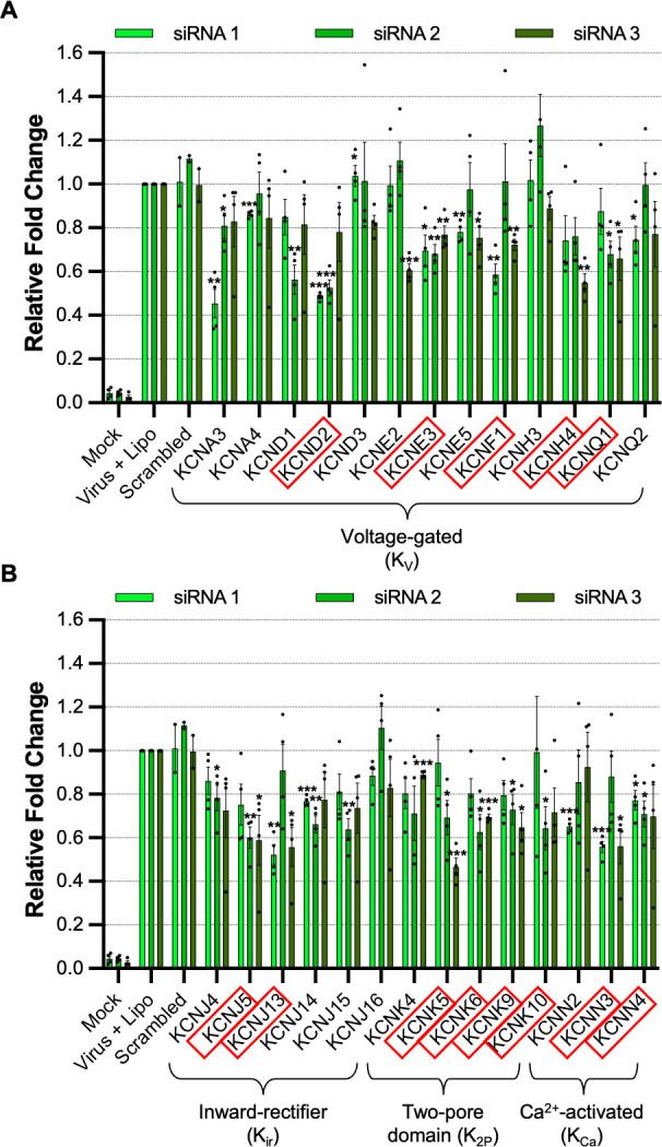 Two bar graphs feature the relative fold change in eGFP expression. Each data point represents a specific siRNA targeting voltage-gated, inward rectifier, two-pore domain, or calcium-activated potassium channels.