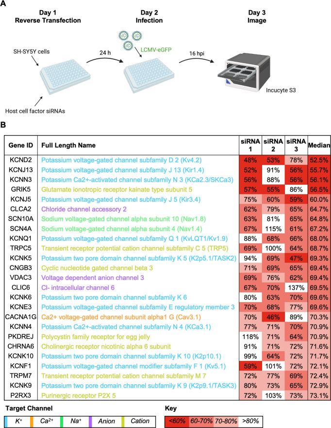 Illustration features reverse transfection of SH-SY5Y cells, with siRNA treatment and infection with LCMV expressing eGFP and scanning of results. A table lists the top 25 genes with the strongest reduction in eGFP expression.