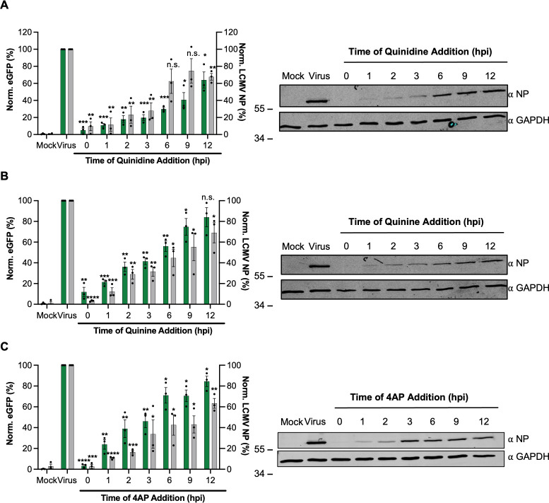 eGFP expression and NP densitometry are plotted across time points for quinidine, quinine and 4AP addition in three separate graphs. Three western blots feature the intensity of the NP band.