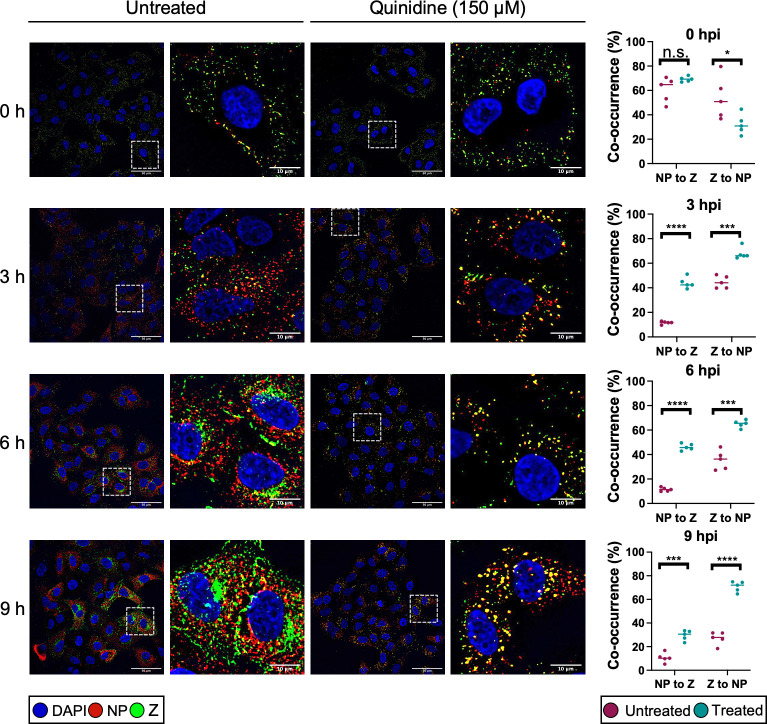 Immunofluorescence staining features the distribution of proteins in 16 micrographs for untreated and quinidine-pretreated cells at different times with zoomed images. The data on the overlap between NP and Z-HA signals are plotted in four graphs.