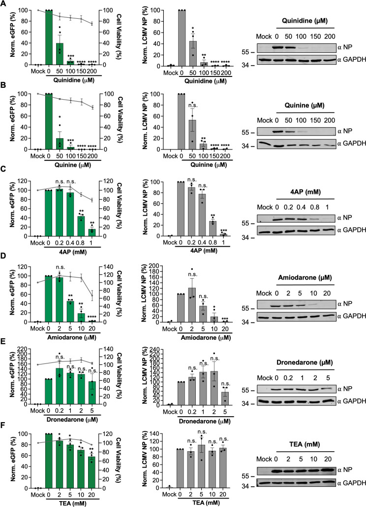 Six graphs feature eGFP expression and cell viability that are measured in live cells and six graphs show the NP expression for quinidine, quinine, 4AP, amiodarone, dronedarone and TEA. Western blots detect the presence of LCMV NP.